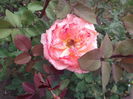 Picture 3554