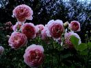 DSC01109