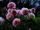 DSC01110