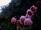 DSC01113