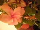 Dainty Pink
