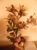 Coopery Rose Flake- chiar si fara flori este un  frumos