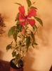 Cooperi Alba