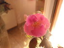 Arleta pink