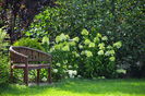 Hydrangea paniculata 'Limelight'