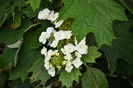 Hydrangea quercifolia 'Snow Queen'