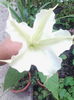 brugmansia