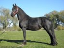 cai-de-vanzare-friesian-iepe-2-pe-equitana.ro-magazin-de-echitatie