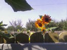 IMG_20140810_110612