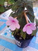 pink panter
