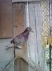 Picture 061