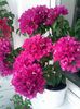 Pic_0808_969