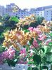 Pic_0810_011