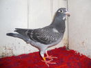 0278792 Jan Aarden Kuif seria 3