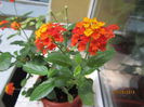 Lantana