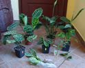 pt Lacrimioara (9)