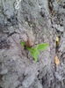 paulownia