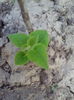 Paulownia taiat de jos 8 zile.