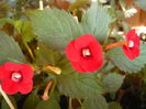P1070288