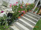 DSCN8904