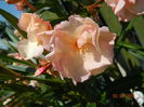 DSCN8916