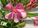 DSCN8918