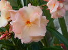 DSCN8963