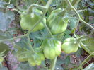 TLACOLULA MEXIC-2283