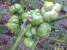 REISETOMATE-2285