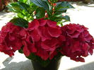 DSC01494 - Copy hortensie rosie