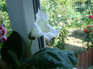DSC01533 - Copy