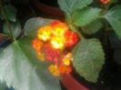 lantana