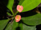 DSCN0326