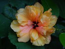DSCN0327