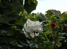 DSCN0333