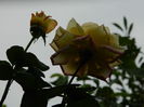 DSCN0339