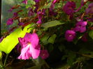 DSCN0426