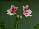 DSCN0473