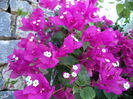 DSC02896