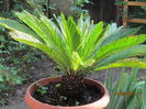 cycas