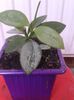 hoya biakensis