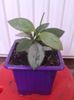 hoya biakensis