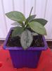 hoya biakensis