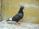 Vandut