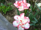 DSC01141