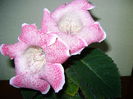 DSC01161