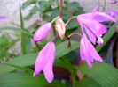 DSC01175 orhidee gradina
