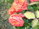 DSC01218