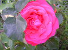 DSC01237