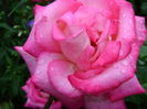 DSC01248